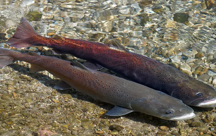 Zwei Fische im flachen Wasser auf Kiesbett: Einer mit dunklem Schuppenmuster, die andere mit rötlichem Farbschimmer. Klare Wasseroberfläche reflektiert Licht, verstärkt die natürlichen Farben.