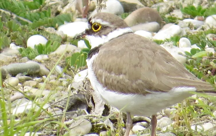 Der kleine Vogel mit dem Namen Flussregenpfeifer steht zwischen Gräsern und Steinen. Er hat einen weißen bauch und einen hellbraunen Kopf und Rücken. Im Gesicht ist sein Gefieder dunkelbraun bis schwarz.