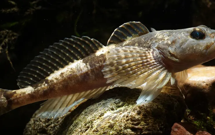 Ein braungefleckter Fisch mit fächerartigen Flossen ruht auf felsigem Untergrund im Wasser, umgeben von Pflanzenteilen.