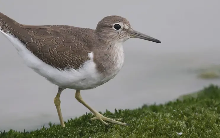 Der Flussuferläufer ist ein kleiner Watvogel. Er hat einen weißen Bau und ein braun-grau geschecktes Gefieder und einen länglichen spitzen Schnabel.