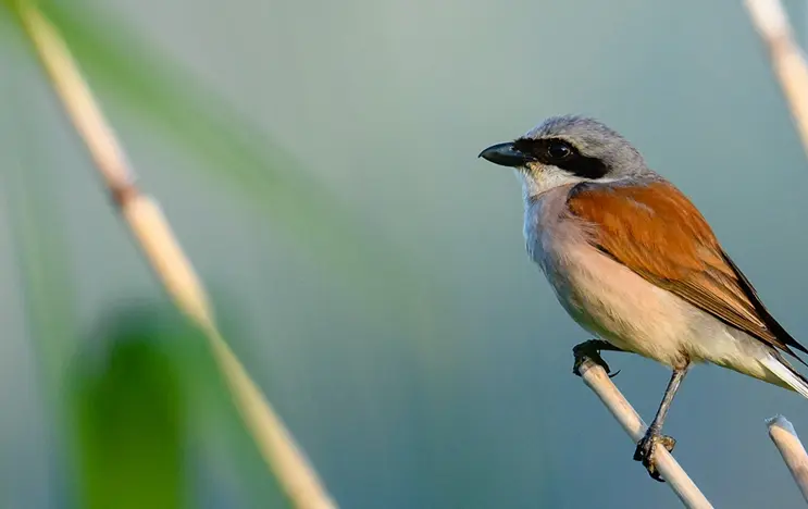 A red-backed shrike perches on a twig, with blurred grasses in the background. The bird's plumage displays distinct color separation with shades of gray, white, and rust-brown.