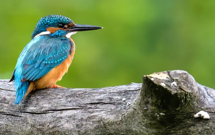 Ein leuchtend blau-türkiser Eisvogel sitzt auf einem grauen Baumstamm, sein scharfes Profil hebt sich vor einem unscharfen grünen Hintergrund ab.