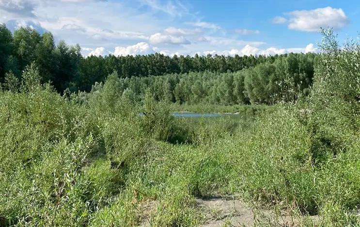 Das Bild zeigt Auenwälder mit Schwarzer Erle und Gewöhnlicher Esche. Man sieht einen strahlenden blauen Himmel. Diverser Bäume und Sträucher.